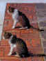 Deux chattes  Burano, "les soeurs jumelles".