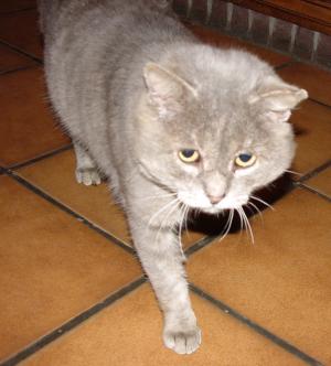 Charlie qui avance vers moi