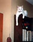 Apollon sur bibliothque