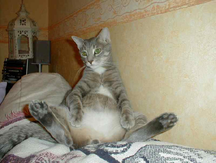 Il fait tellement chaud que je ne sais plus quelle position prendre !