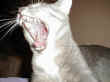 bouba.jpg (24061 octets)