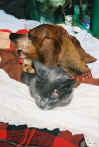 comme_chien_et_chat.jpg (60890 octets)