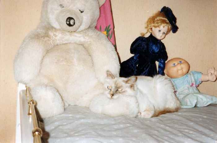 O commence le chat, o finit le nounours ?