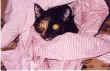 noisette_sur_chemise.jpg (38107 octets)