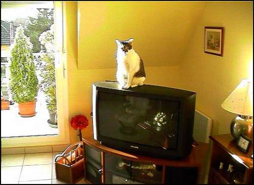 L, je m'installe sur la tl..ils me verront  bien malgr le film !!!  Oh...je voudrais sortir un peu sur la terrasse, enfin soyons patiente.
