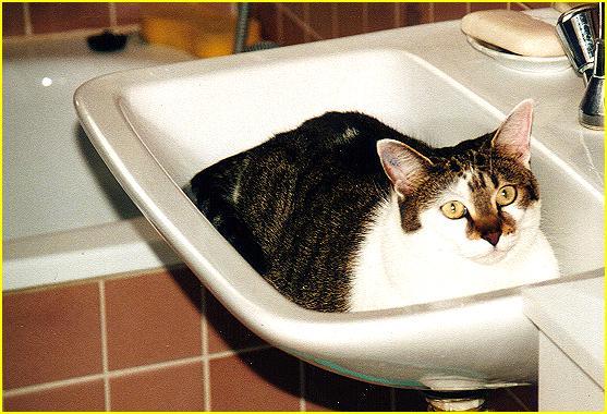 "C'est pour un sondage?" si oui, aprs mon bain s.v.p
