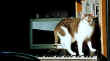 Sophie aime la musique