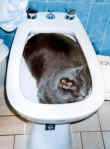 tosca_bidet.jpg (21798 octets)