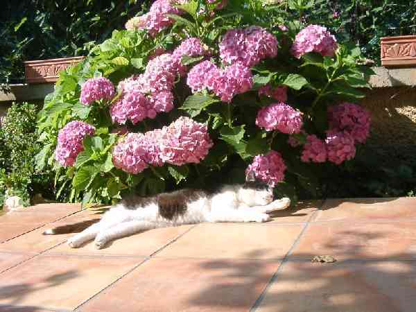 Ah, quel plaisir de dormir  l'ombre des hortensias !
