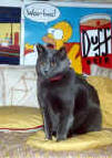 othello_duffy.jpg (22069 octets)