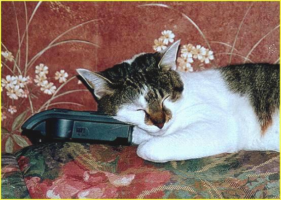 Moi Sophie je prfre me rveiller avec ma station-radio prfre "Pignouf FM".